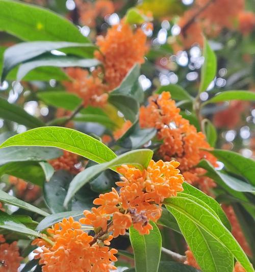 红花树的花语和寓意是什么？红花树象征着什么？