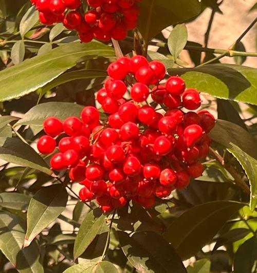 红花树的花语和寓意是什么？红花树象征着什么？