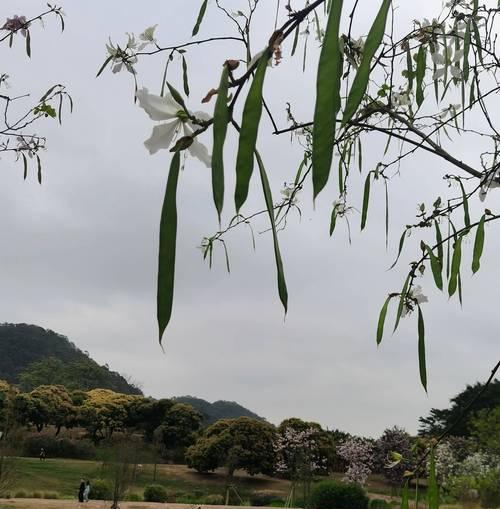 梅豆花的花语有何含义？它象征着什么？