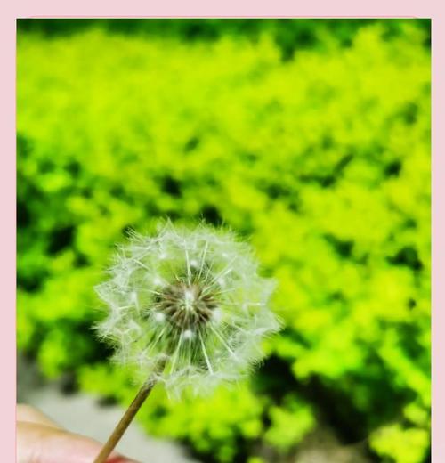 彩虹蒲公英的花语有何寓意？它象征着什么？