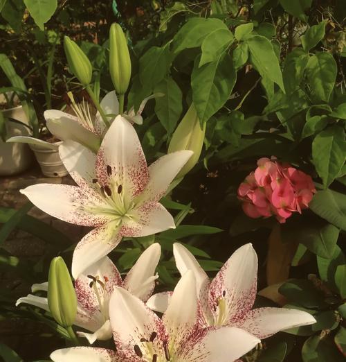 童年百合的花语是什么？百合花如何代表纯洁与回忆？