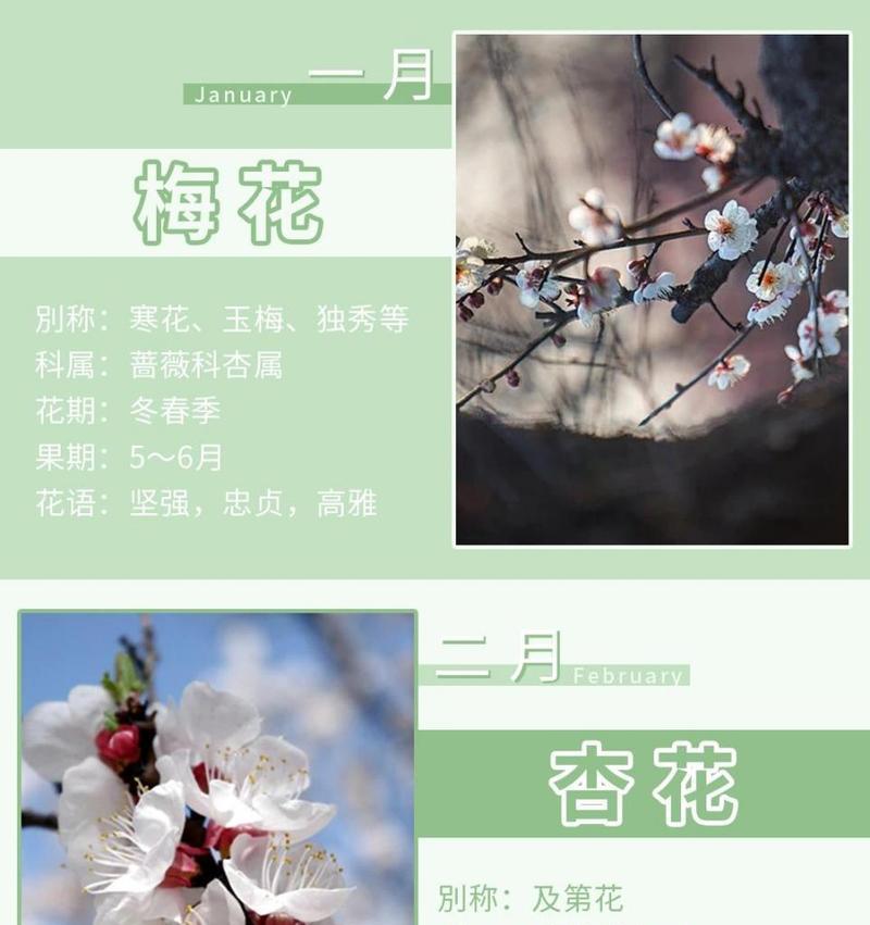 一月和二月的花语分别是什么？