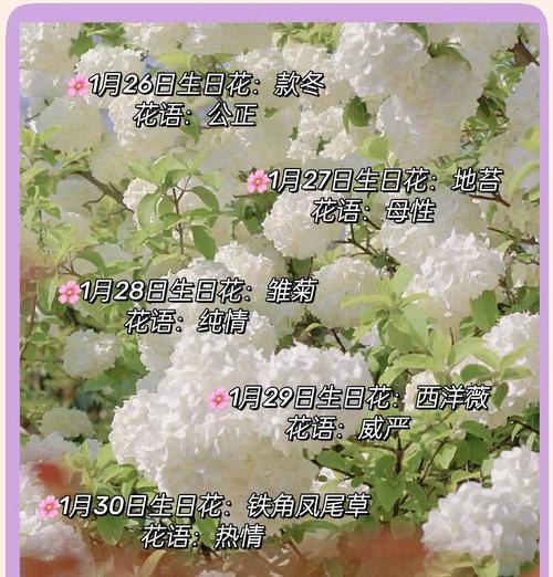 一月和二月的花语分别是什么？