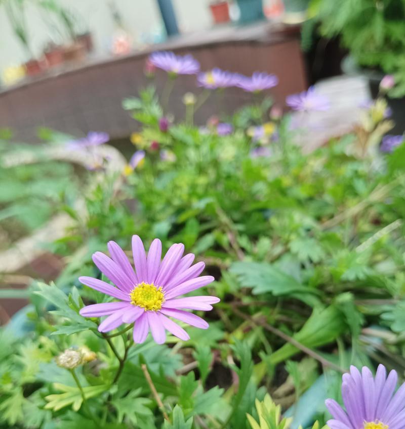 哪种花的花语意味着永不说谎？永不说谎的花语是什么？