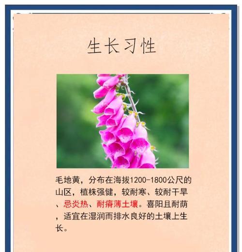 哪种花的花语意味着永不说谎？永不说谎的花语是什么？