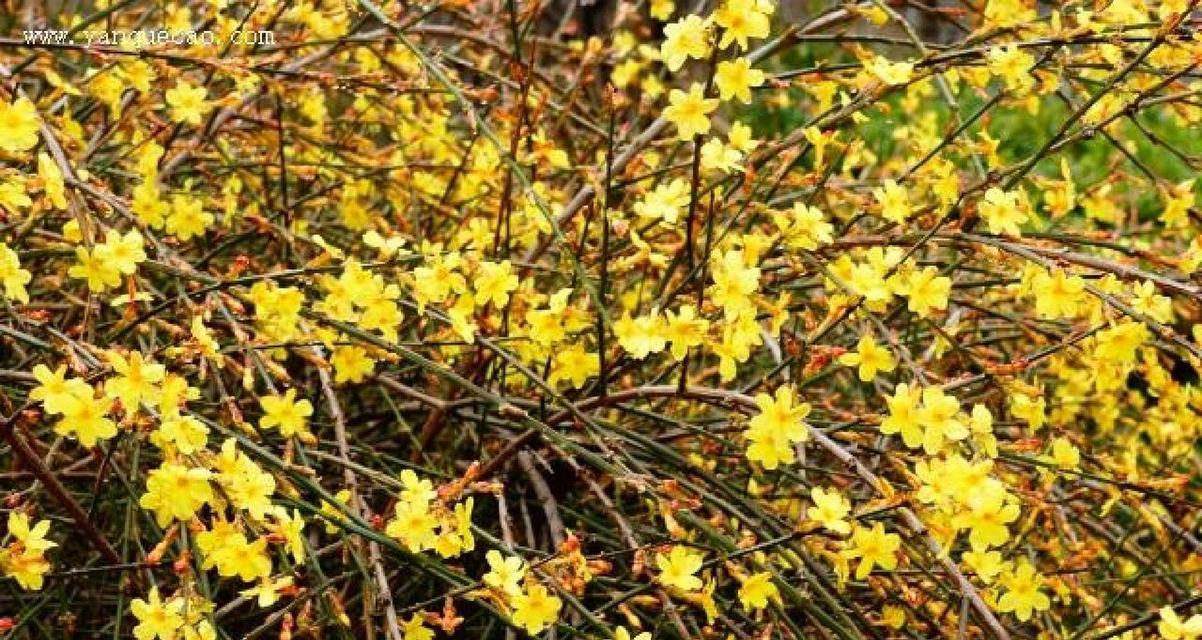 迎春花的花语和寓意是什么？迎春花象征着什么？
