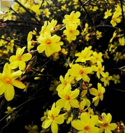 迎春花的花语和寓意是什么？迎春花象征着什么？