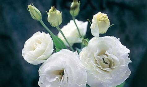 朝花夕誓中包含了几种花语？它们分别是什么？