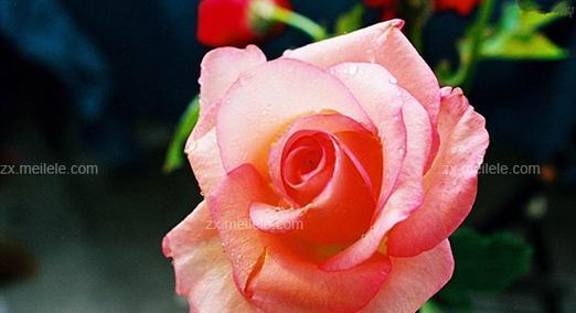 英伦节拍月季花语是什么？月季花的花语有哪些？