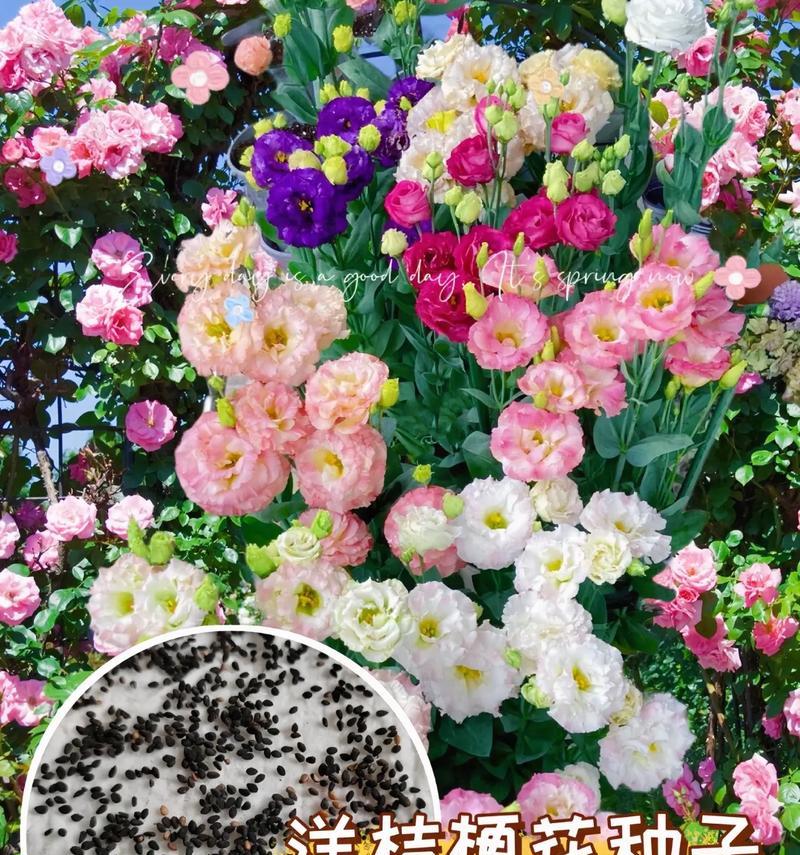 洋桔梗花语大全有哪些寓意？它在花语中代表什么？