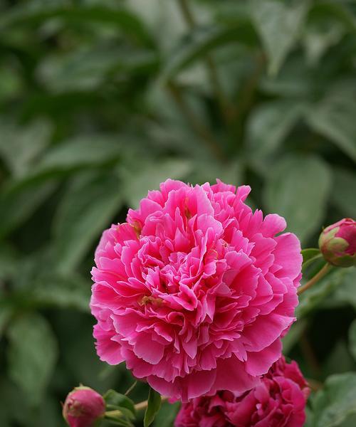 无花果的花语是什么？无花果的花有何特别寓意？