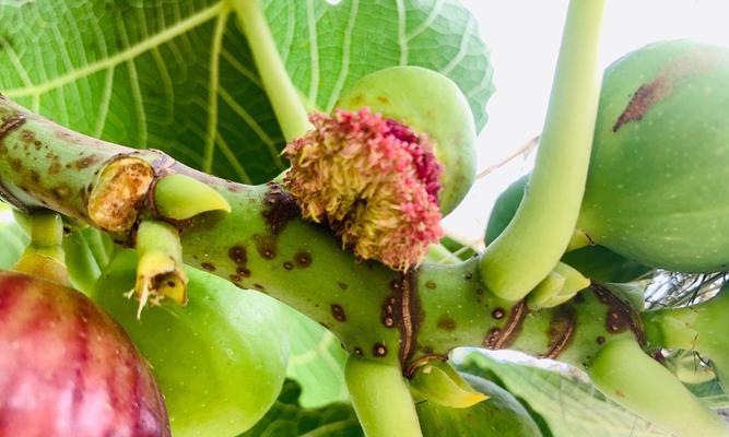 无花果的花语是什么？无花果的花有何特别寓意？