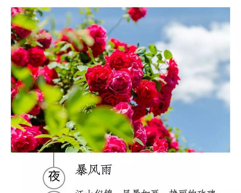 什么花语代表无与伦比的美丽？