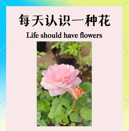 月季的治愈花语是什么？月季花象征着什么治愈意义？