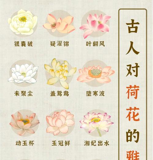 荷花的花语和寓意有何不同？