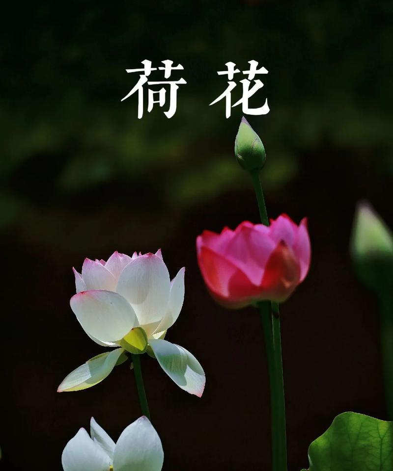 荷花的花语和寓意有何不同？