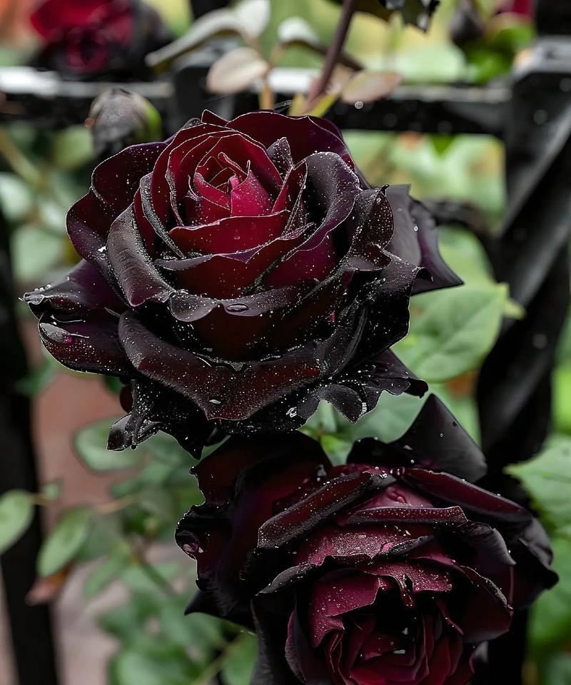 热恋中玫瑰花的花语是什么？