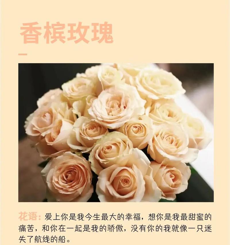 情人节玫瑰巧克力的花语有何含义？
