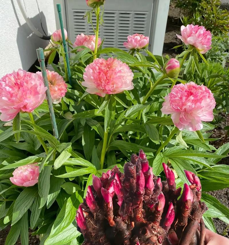 黑芍药的花语通常表达什么情感？