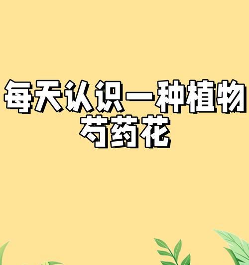 黑芍药的花语通常表达什么情感？
