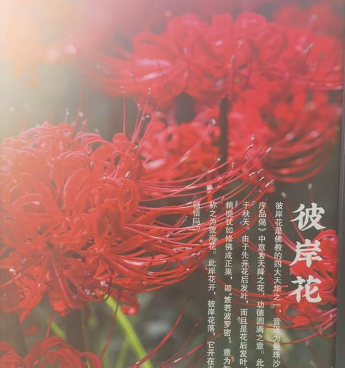 棒子花代表悲伤的花语是什么？