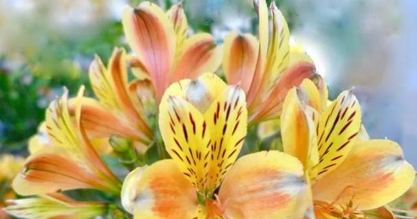棒子花代表悲伤的花语是什么？