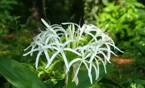 道具优美的花语有何深意？代表了什么？