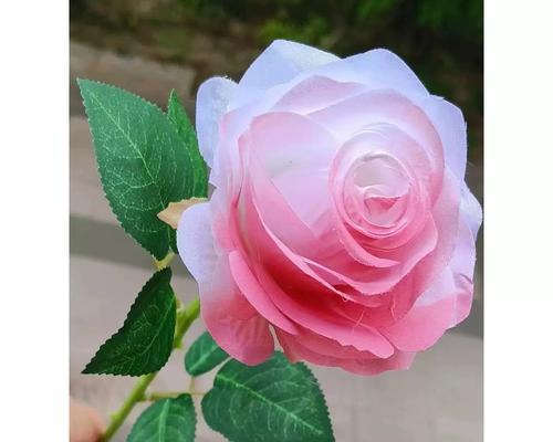 道具优美的花语有何深意？代表了什么？