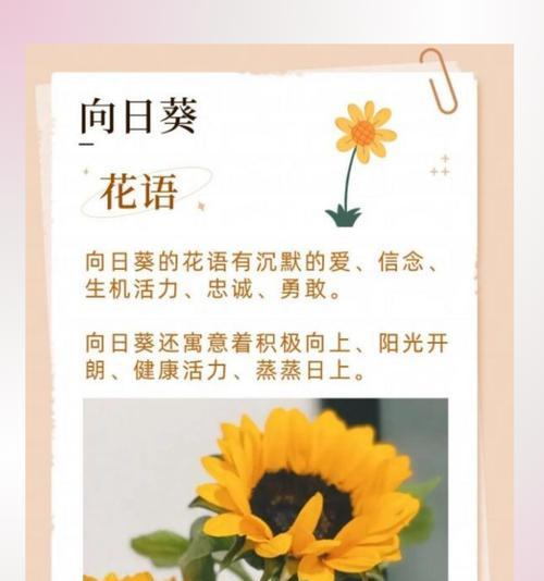 哪种花的花语表达了默默的爱？