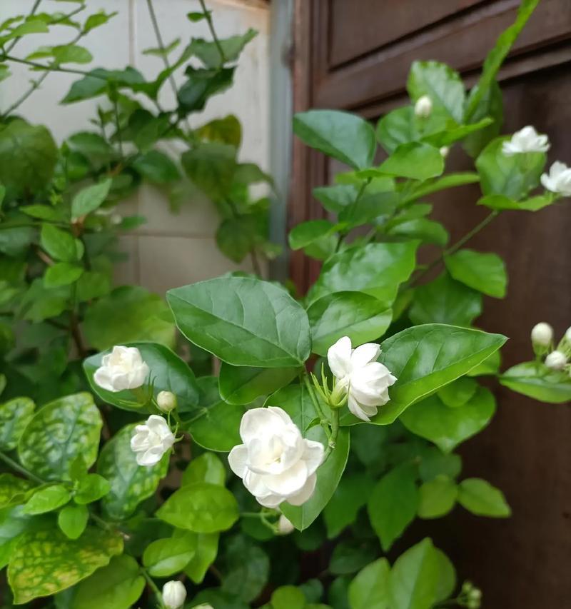 茉莉小姐的花语和寓意是什么？它传递了怎样的信息？