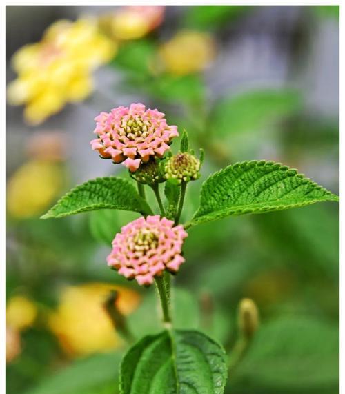 马缨丹的花语和寓意有哪些？