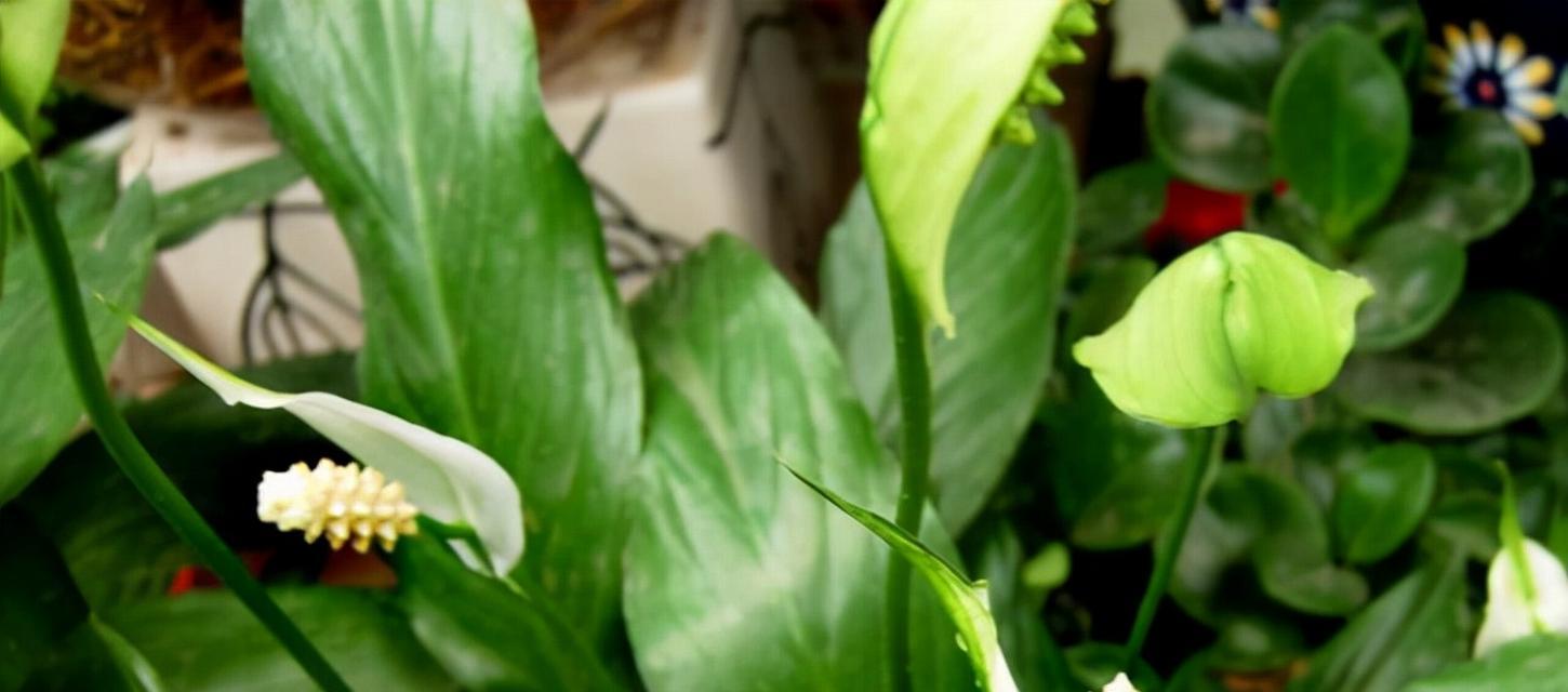 白鹤芋的寓意是什么？白鹤芋花语有哪些？
