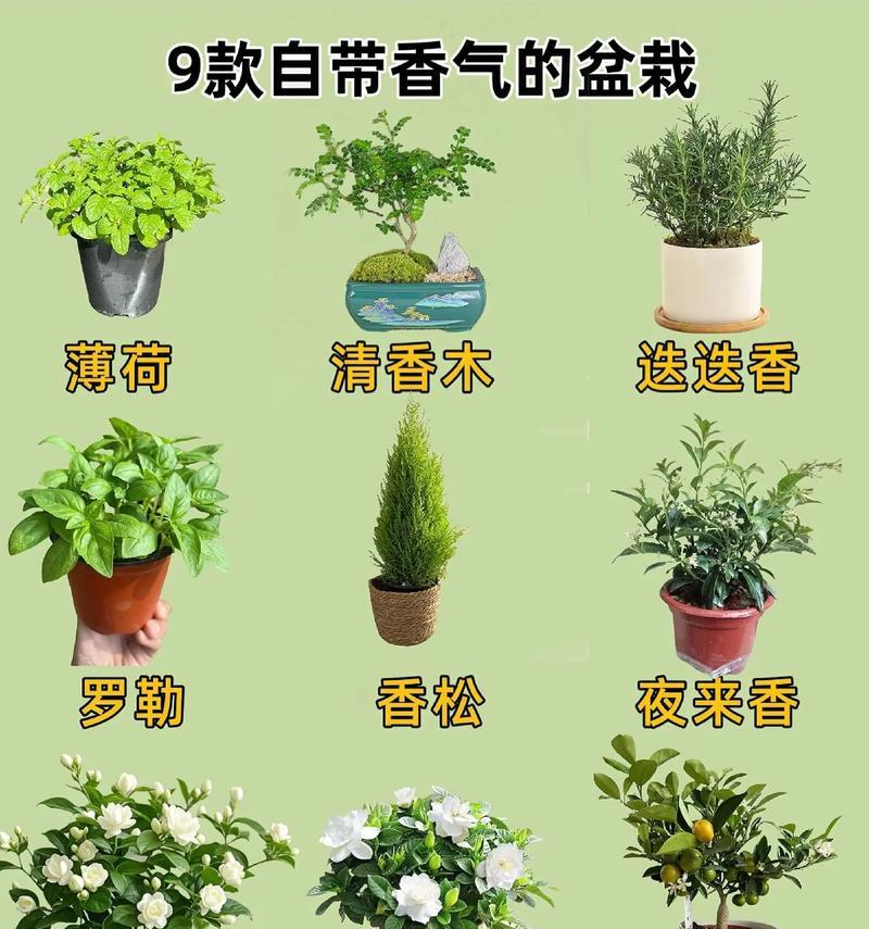 宝宝盆栽花语是什么呢？宝宝盆栽在花语中代表什么？
