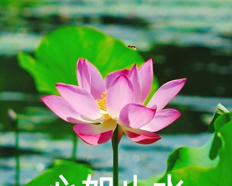 四叶荷花花语是什么？四叶荷花有何特殊含义？