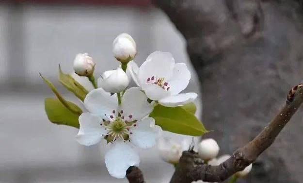 花语中提到的花蕊具体指代什么？