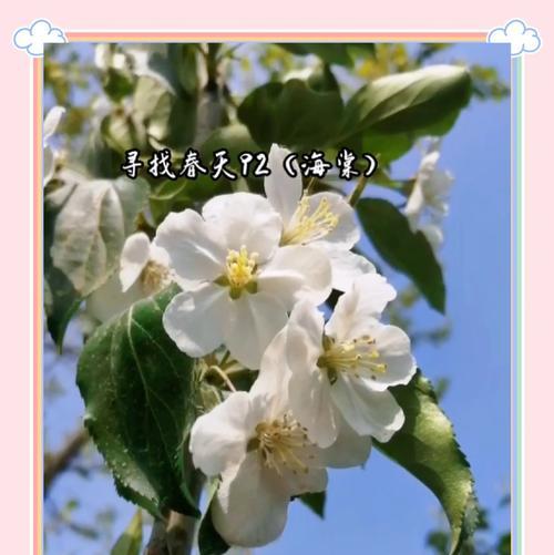 花语中提到的花蕊具体指代什么？