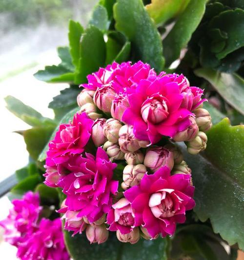 变锦莲的花语是什么？它在花语中寓意着什么？