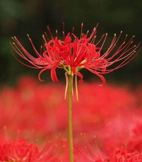哪种花的花语与回忆相关？它的含义是什么？