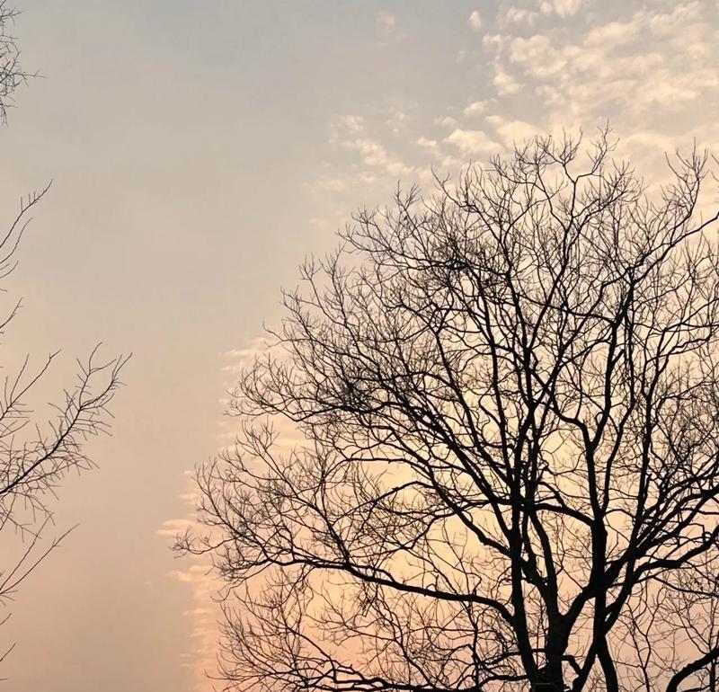 枯树的花语是什么？枯树代表什么寓意？