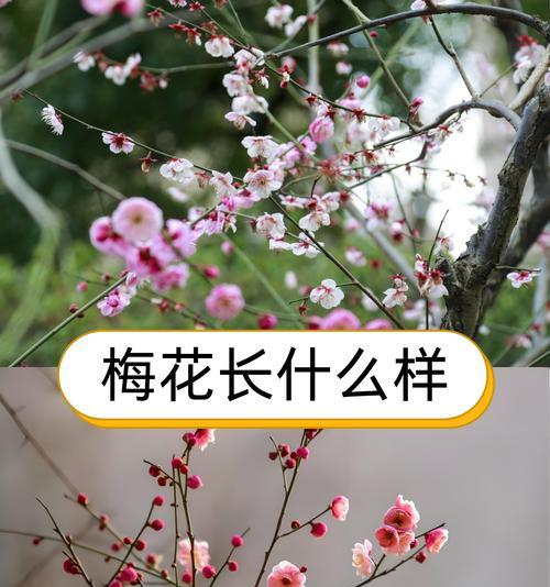 梅花的花语代表好运吗？它象征着什么？