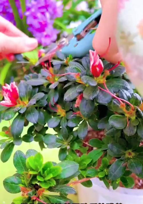 杜鹃花的双重花语代表什么？如何理解杜鹃花的双重含义？