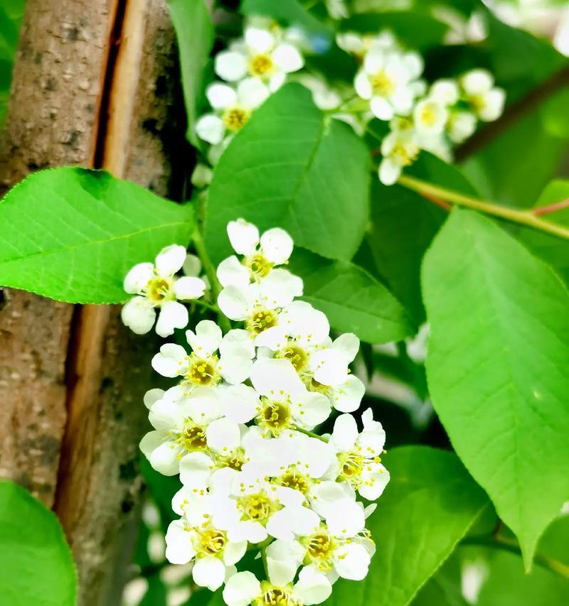 李花的花语有哪些特别之处？