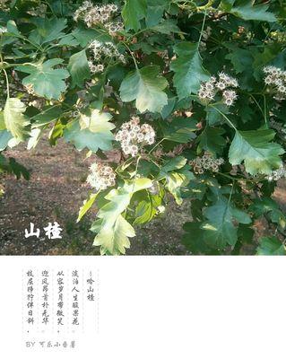 红苕花语与哪种动物相关？