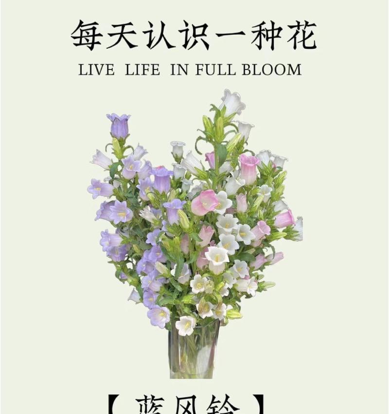 玫瑰风铃的花语是什么意思？它传递了哪些情感？