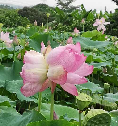 花墙通常象征着什么？