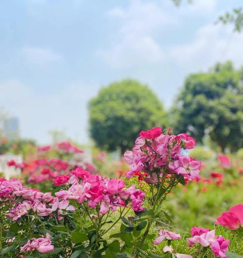 独美是什么花的花语？这种花如何表达独立与美丽？