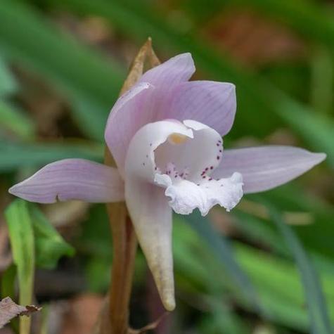 独美是什么花的花语？这种花如何表达独立与美丽？