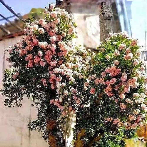 独美是什么花的花语？这种花如何表达独立与美丽？