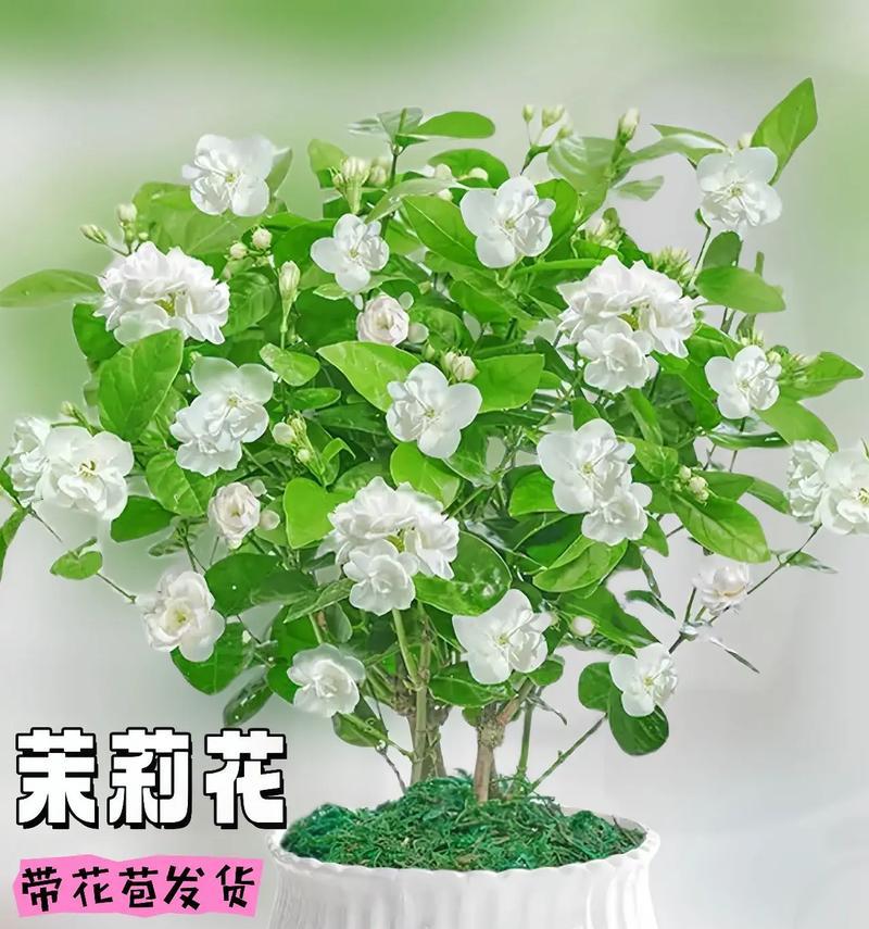 花语离情的含义是什么？花语离情的寓意是什么？