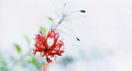 别离开他的花语代表了什么情感？